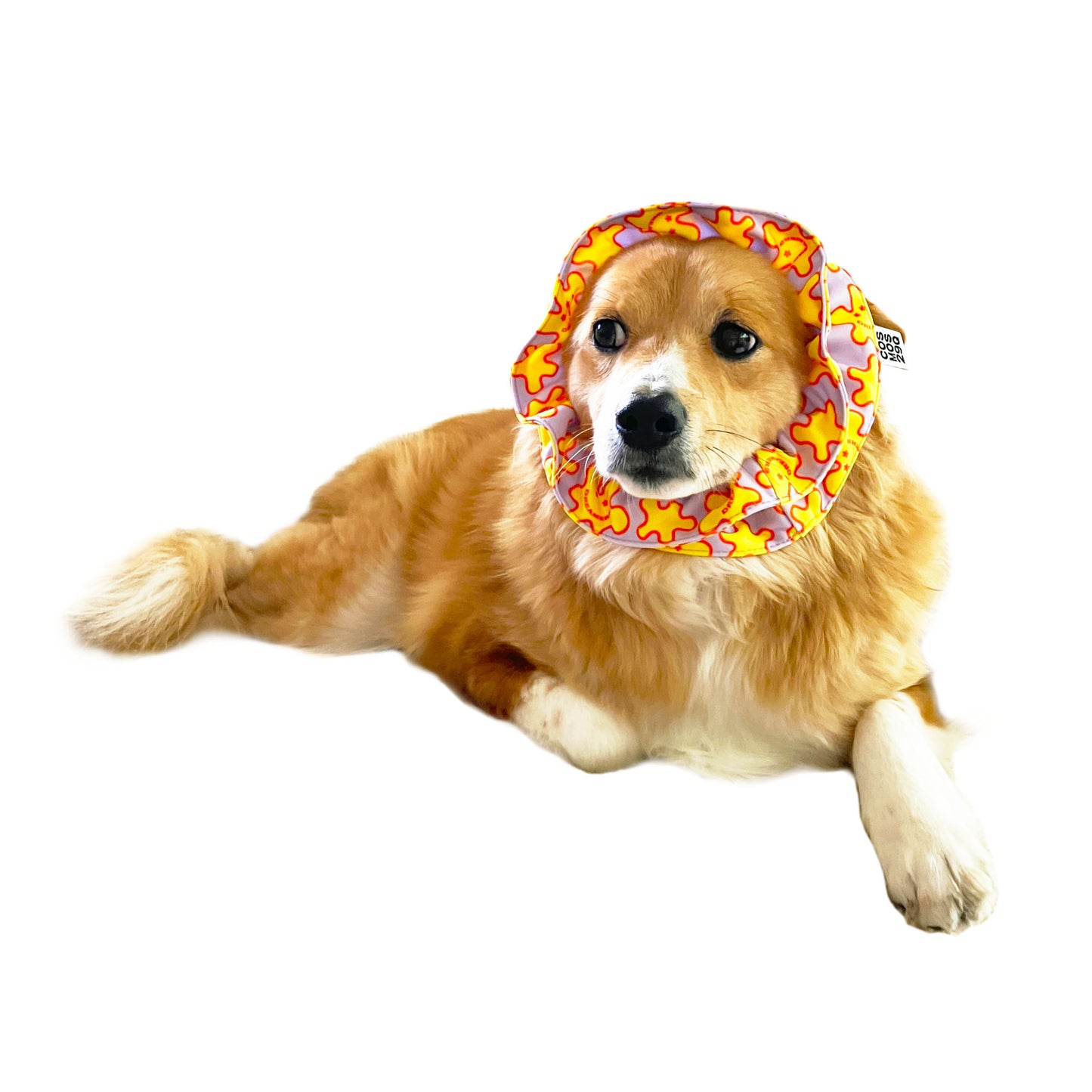 犬向けシュシュ BELLE - 'DREAMERS'