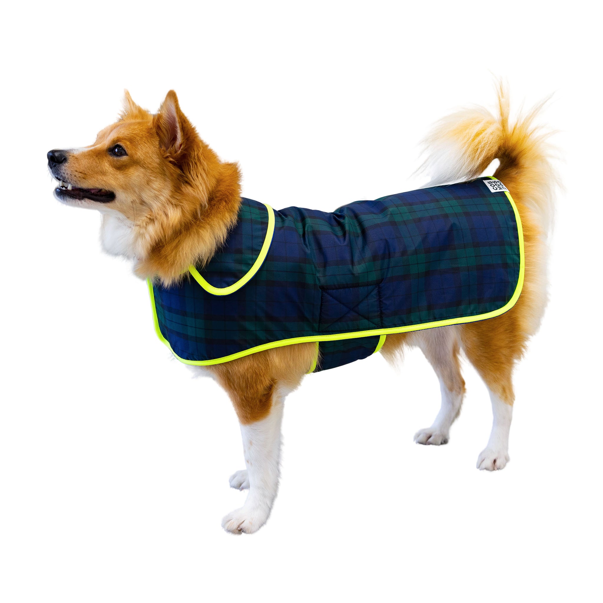 FOR DOGS/ 犬 – COSMOS 29Q