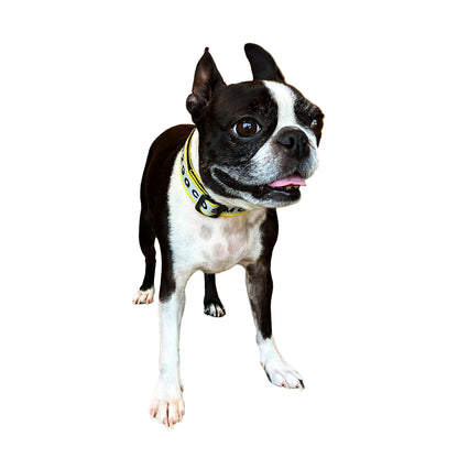 首輪 LUNA - イエロー