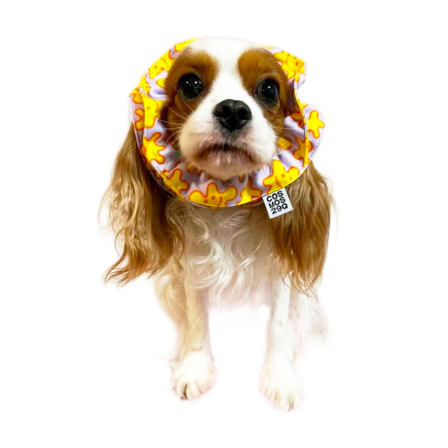 犬向けシュシュ BELLE - 'DREAMERS'