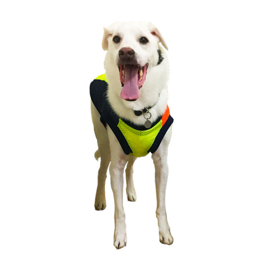 SOL - マルチカラー